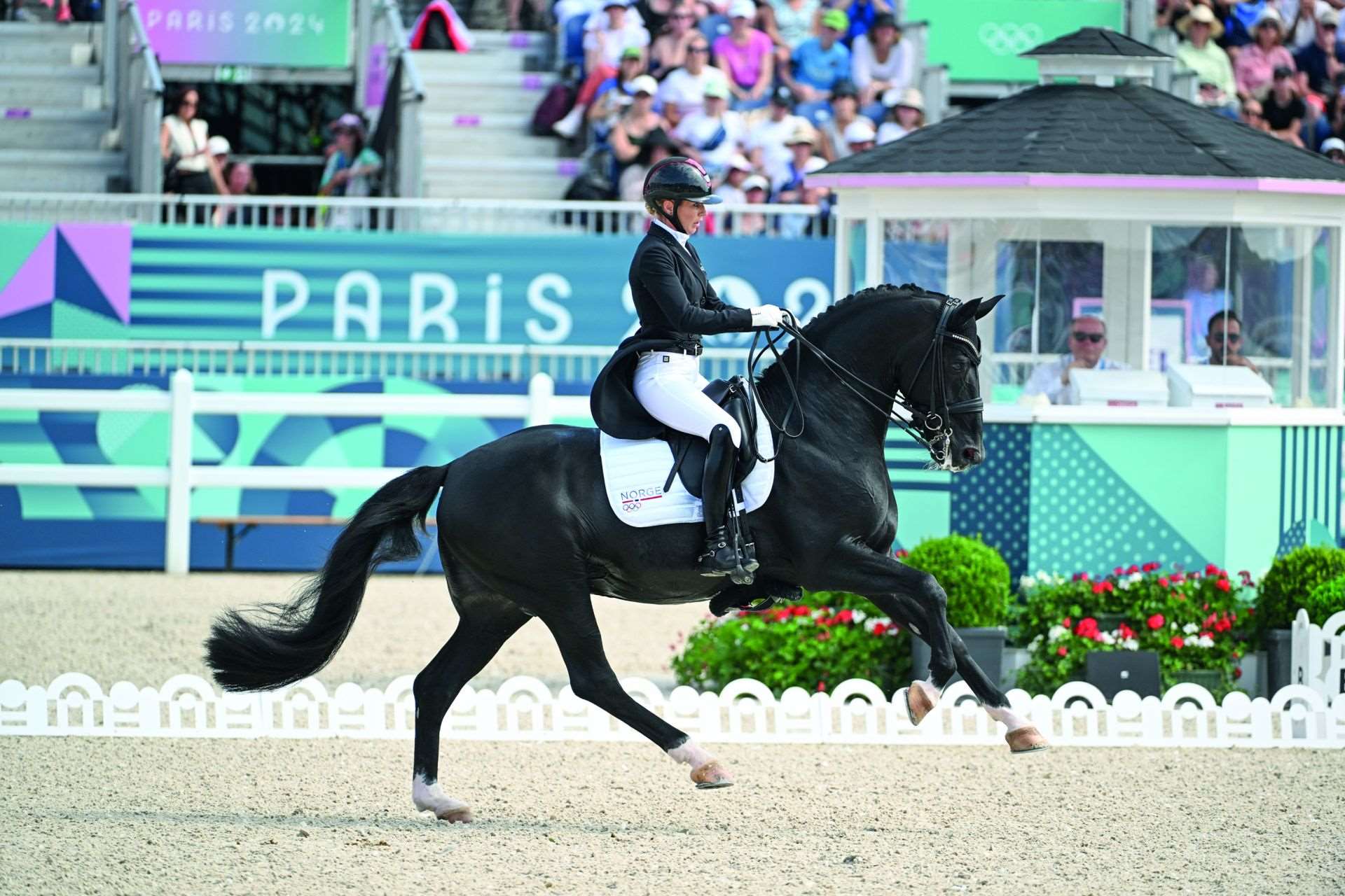 Total Hope OLD Stallion